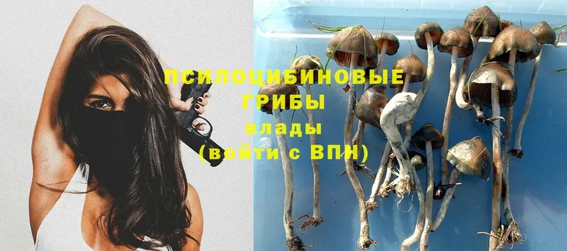 Псилоцибиновые грибы GOLDEN TEACHER  купить   Калининск 